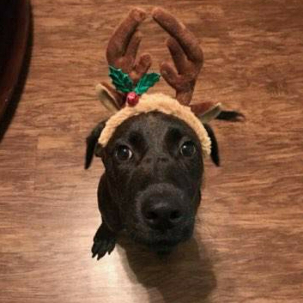 Meet your Posher, Elise